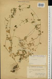 Stellaria media (L.) Vill., Eastern Europe, Moscow region (E4a) (Russia)