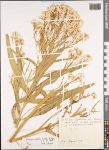 Armoracia rusticana P. Gaertn., B. Mey. & Scherb., Eastern Europe, Lower Volga region (E9) (Russia)