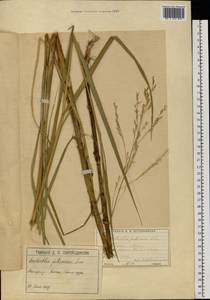 Scolochloa festucacea (Willd.) Link, Eastern Europe, Moscow region (E4a) (Russia)
