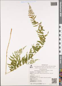 Polystichum tripteron (Kunze) C. Presl, Siberia, Russian Far East (S6) (Russia)