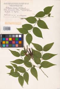 Lathyrus vernus (L.) Bernh., Eastern Europe, Central forest-and-steppe region (E6) (Russia)