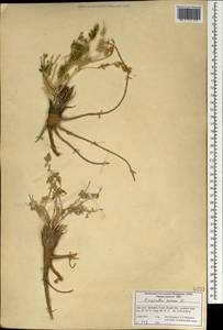 Pimpinella aurea DC., South Asia, South Asia (Asia outside ex-Soviet states and Mongolia) (ASIA) (Iran)