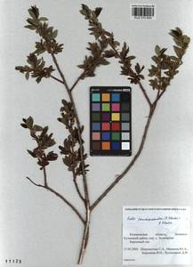 Salix pseudopentandra (Flod.) Flod., Siberia, Altai & Sayany Mountains (S2) (Russia)