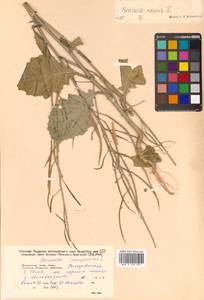 Brassica napus L., Siberia, Russian Far East (S6) (Russia)