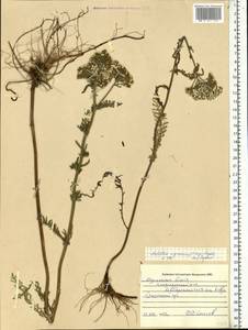 Achillea millefolium var. nigrescens E. Mey., Eastern Europe, Northern region (E1) (Russia)