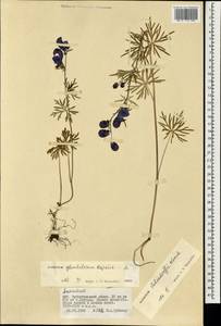 Aconitum glandulosum Rapaics, Mongolia (MONG) (Mongolia)