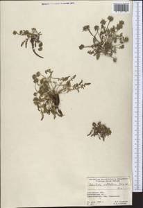 Schulzia albiflora (Kar. & Kir.) Popov, Middle Asia, Northern & Central Tian Shan (M4) (Kyrgyzstan)