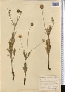 Scabiosa ochroleuca L., Middle Asia, Northern & Central Kazakhstan (M10) (Kazakhstan)