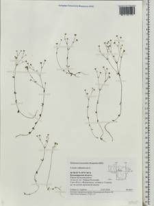 Linum catharticum L., Eastern Europe, Central region (E4) (Russia)