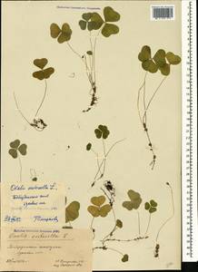 Oxalis acetosella L., Caucasus, Stavropol Krai, Karachay-Cherkessia & Kabardino-Balkaria (K1b) (Russia)