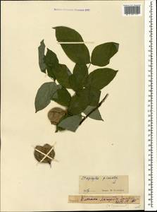 Staphylea pinnata L., Caucasus, Georgia (K4) (Georgia)