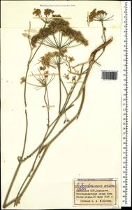 Astrodaucus orientalis (L.) Drude, Caucasus, Armenia (K5) (Armenia)