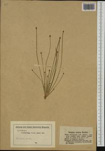 Eleocharis ovata (Roth) Roem. & Schult., Western Europe (EUR) (Germany)