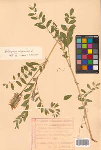 Astragalus uliginosus L., Siberia, Russian Far East (S6) (Russia)