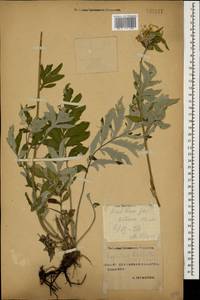 Psephellus dealbatus (Willd.) K. Koch, Caucasus, Stavropol Krai, Karachay-Cherkessia & Kabardino-Balkaria (K1b) (Russia)