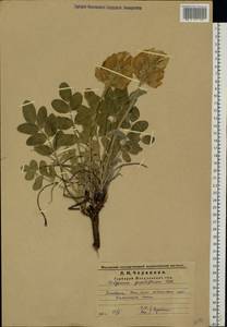 Hedysarum grandiflorum Pall., Eastern Europe, Middle Volga region (E8) (Russia)