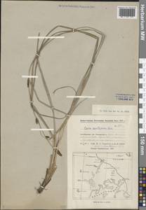 Carex acutiformis Ehrh., Middle Asia, Caspian Ustyurt & Northern Aralia (M8) (Kazakhstan)