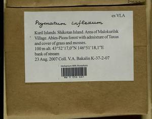 Pogonatum inflexum (Lindb.) Sande Lac., Bryophytes, Bryophytes - Russian Far East (excl. Chukotka & Kamchatka) (B20) (Russia)
