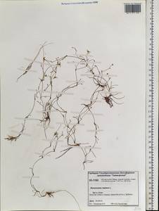 Ranunculus reptans L., Siberia, Central Siberia (S3) (Russia)