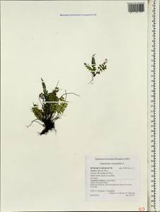 Asplenium monanthes L., Africa (AFR) (Portugal)