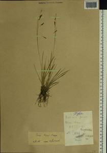 Carex delicata C.B.Clarke, Siberia, Altai & Sayany Mountains (S2) (Russia)