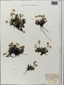 Androsace villosa L., Caucasus, Krasnodar Krai & Adygea (K1a) (Russia)