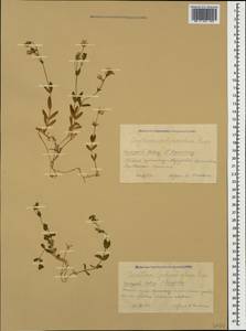Cerastium polymorphum Rupr., Caucasus, Krasnodar Krai & Adygea (K1a) (Russia)