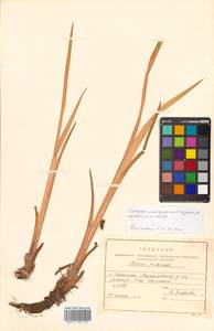 Acorus calamus L., Siberia, Russian Far East (S6) (Russia)