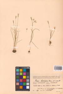 Gagea bulbifera (Pall.) Salisb., Eastern Europe, Lower Volga region (E9) (Russia)