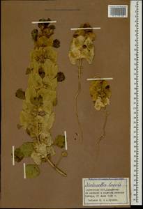 Moluccella laevis L., Caucasus, Armenia (K5) (Armenia)