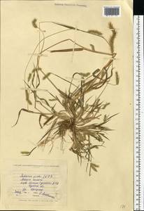 Setaria viridis (L.) P.Beauv., Eastern Europe, North Ukrainian region (E11) (Ukraine)