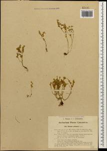 Sedum annuum L., Caucasus, Georgia (K4) (Georgia)