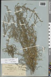 Cuscuta campestris Yunck., Eastern Europe, Lower Volga region (E9) (Russia)