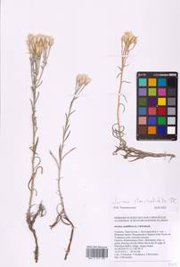 Jurinea stoechadifolia (M. Bieb.) DC., Eastern Europe, South Ukrainian region (E12) (Ukraine)