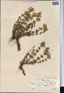 Dracocephalum nodulosum Rupr., Middle Asia, Northern & Central Tian Shan (M4) (Kyrgyzstan)