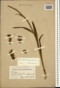 Gymnadenia conopsea (L.) R.Br., Caucasus, Armenia (K5) (Armenia)