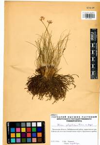 Allium polyrhizum Turcz. ex Regel, Siberia, Baikal & Transbaikal region (S4) (Russia)