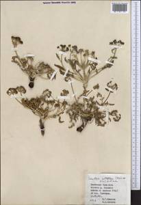 Schulzia albiflora (Kar. & Kir.) Popov, Middle Asia, Northern & Central Tian Shan (M4) (Kyrgyzstan)