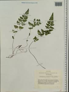 Cystopteris fragilis (L.) Bernh., Siberia, Altai & Sayany Mountains (S2) (Russia)
