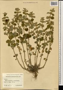 Marrubium catariifolium Desr., Caucasus, Georgia (K4) (Georgia)
