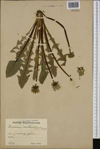 Taraxacum xanthostigma H. H. Lindb., Western Europe (EUR) (Sweden)