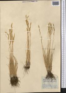 Festuca valesiaca Schleich. ex Gaudin, Middle Asia, Northern & Central Kazakhstan (M10) (Kazakhstan)