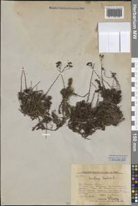 Saxifraga bronchialis L., Siberia, Russian Far East (S6) (Russia)