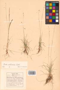 Carex williamsii Britton, Siberia, Russian Far East (S6) (Russia)