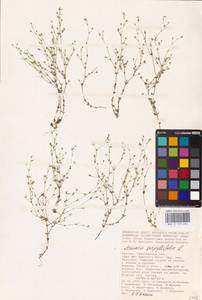 Arenaria serpyllifolia L., Eastern Europe, Lower Volga region (E9) (Russia)