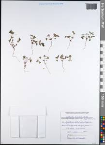 Euphorbia humifusa Willd., Caucasus, Black Sea Shore (from Novorossiysk to Adler) (K3) (Russia)