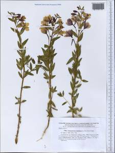 Chamaenerion latifolium (L.) Sweet, Middle Asia, Pamir & Pamiro-Alai (M2) (Tajikistan)