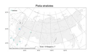 Pistia stratiotes L., Atlas of the Russian Flora (FLORUS) (Russia)