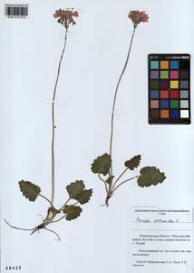 Primula cortusoides L., Siberia, Altai & Sayany Mountains (S2) (Russia)