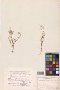 Psammophiliella muralis (L.) Ikonn., Eastern Europe, West Ukrainian region (E13) (Ukraine)